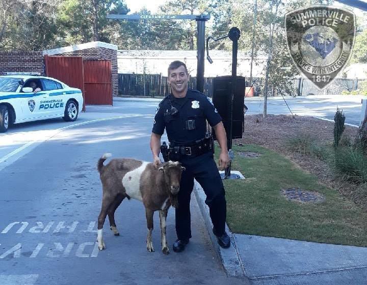 Zaxby's goat